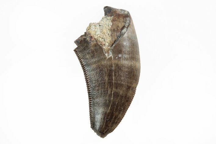 Serrated, Theropod Tooth - Judith River Formation #217188